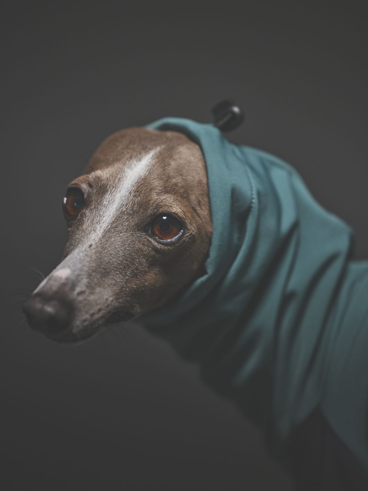 SOFTSHEL 3LAYER LONGSLEEVE HOODIE / STRAIGHT GREEN