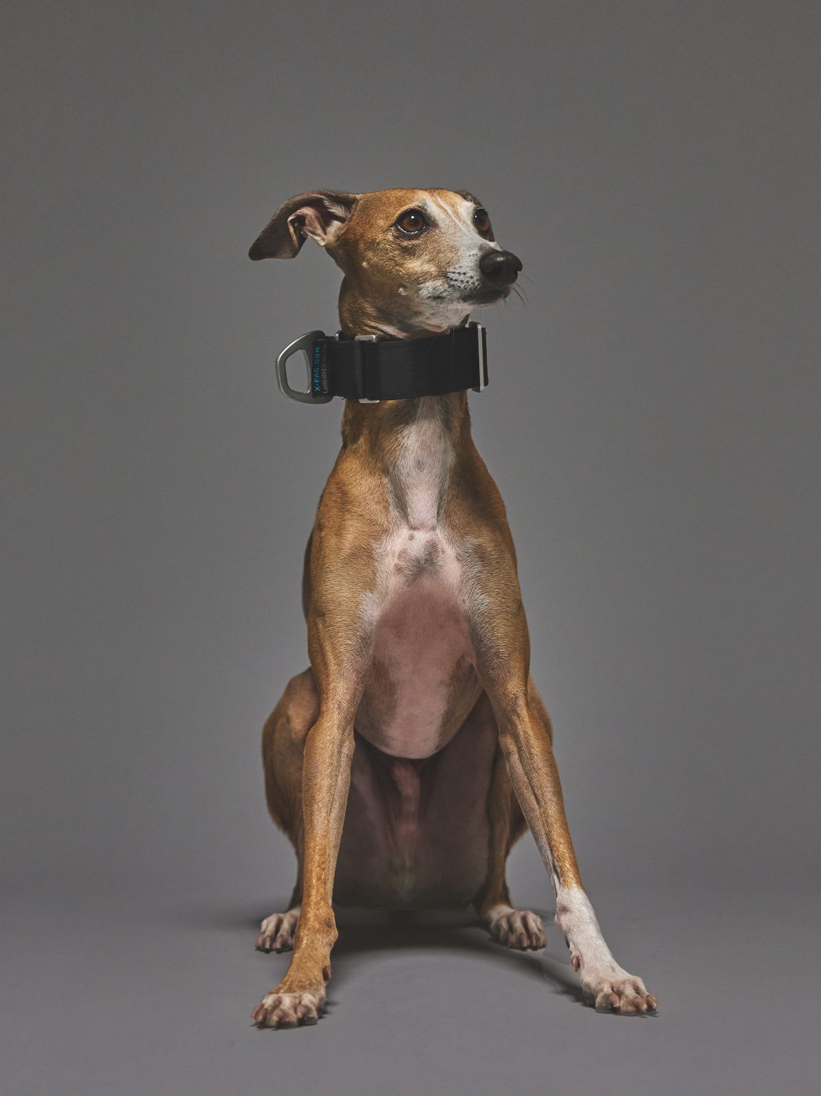 X-PAC MARTINGALE COLLAR
