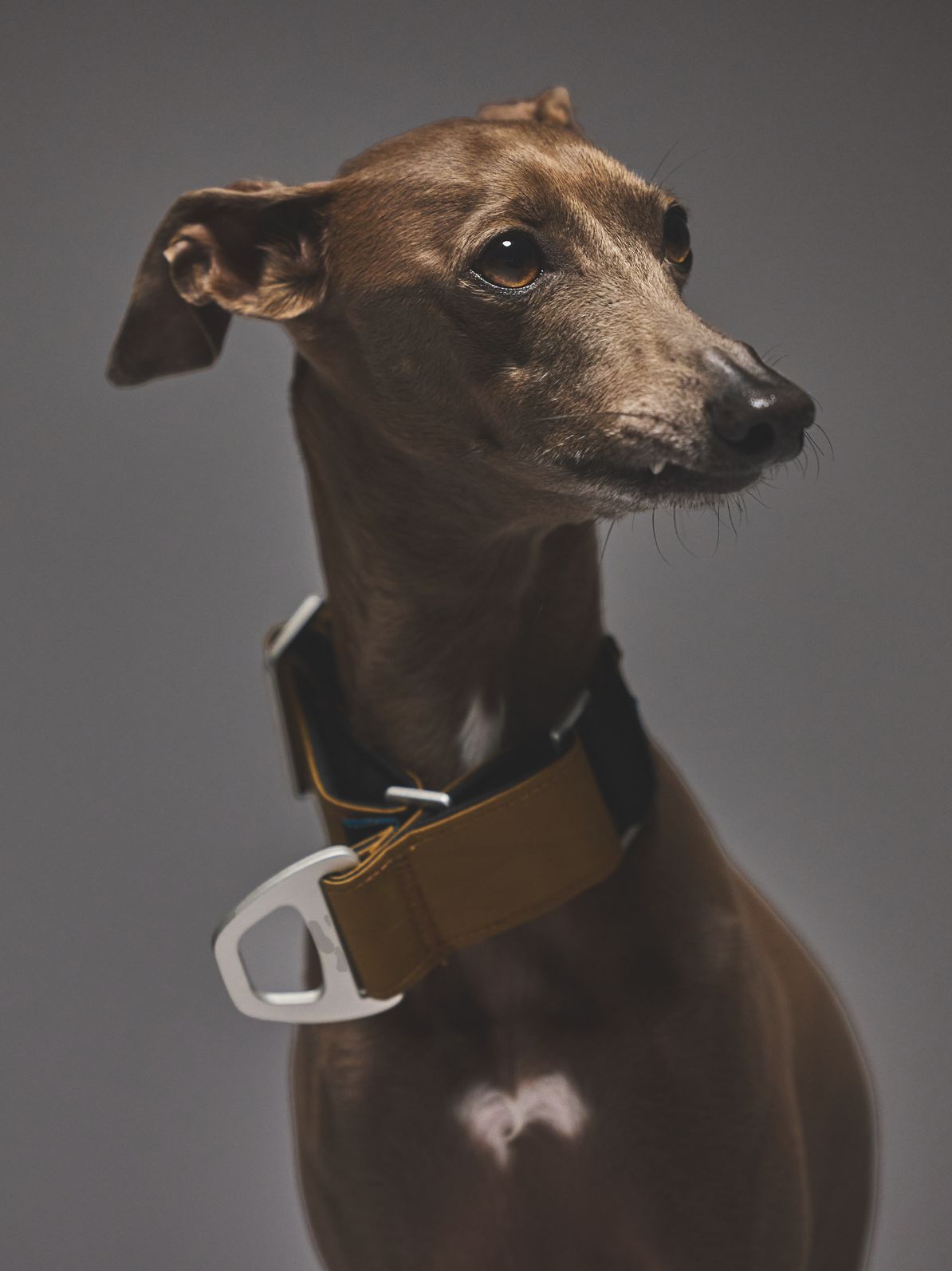X-PAC MARTINGALE COLLAR