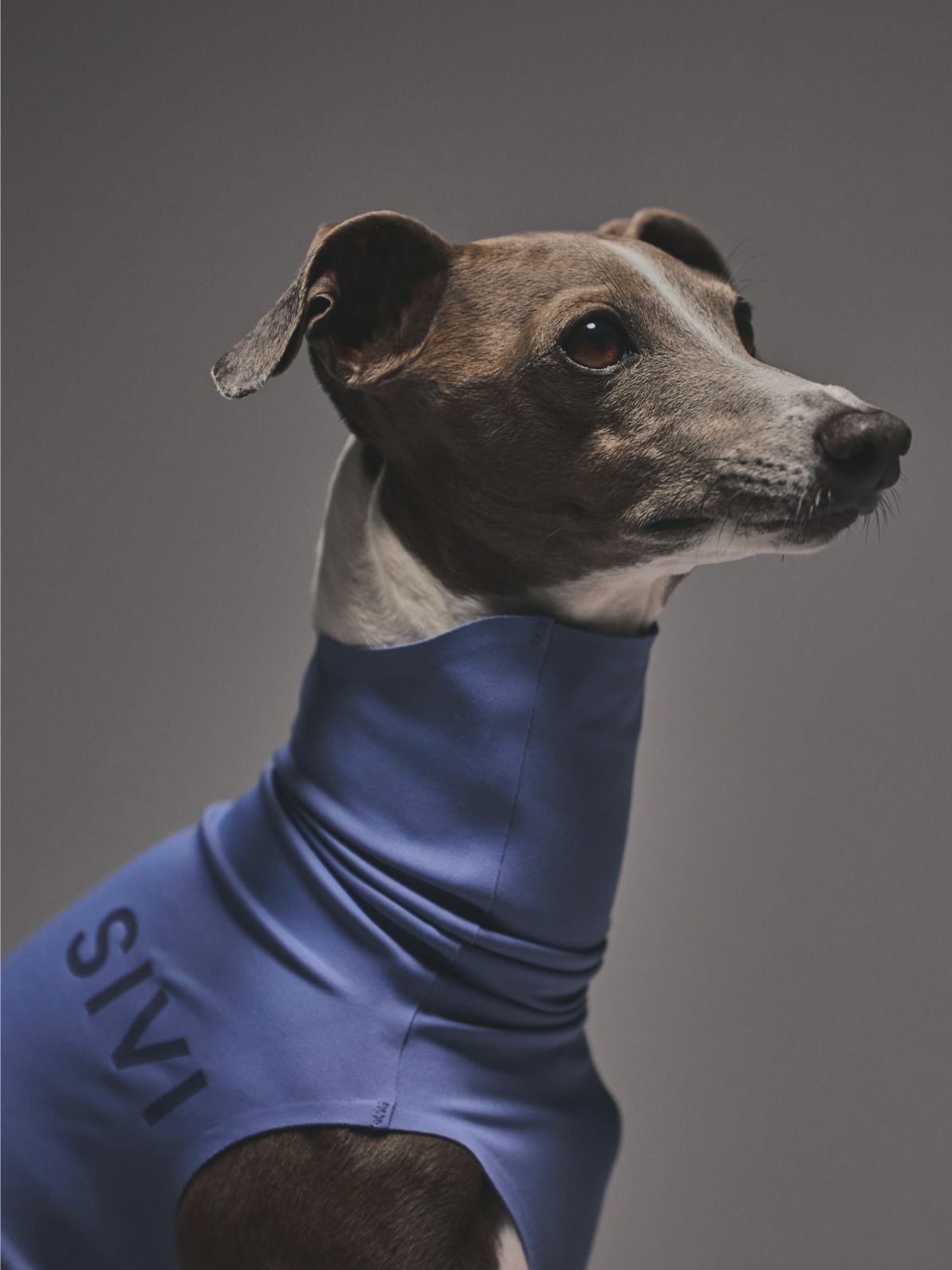 犬服　イタグレ服　ウィペット服 イタグレ・ウィペット専用のドッグウェアブランド【SIVI(シヴィ)】の新