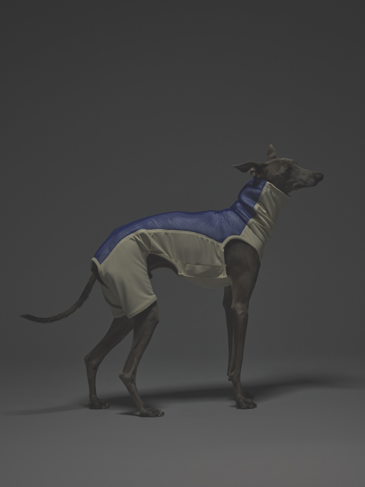 AQUA HOLD SINGLET / SILVER WHITE BLUE