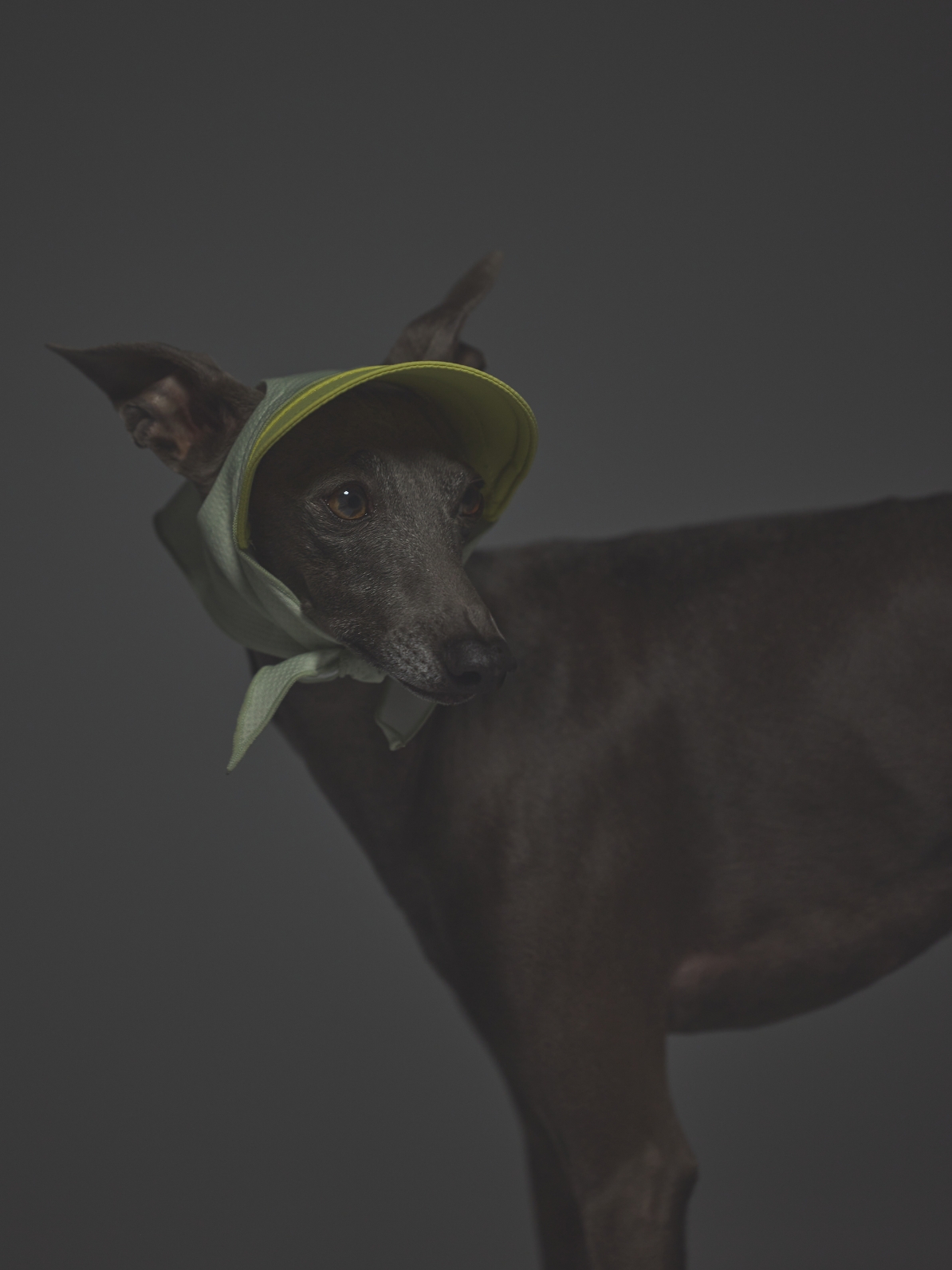 COOL+MOSCAPE BANDANA CAP / LIME YELLOW