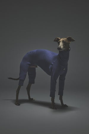 Mサイズ着用： イタリアングレーハウンド 体重7.2kg・首囲25.5cm・胸囲44.8cm・背丈41cm