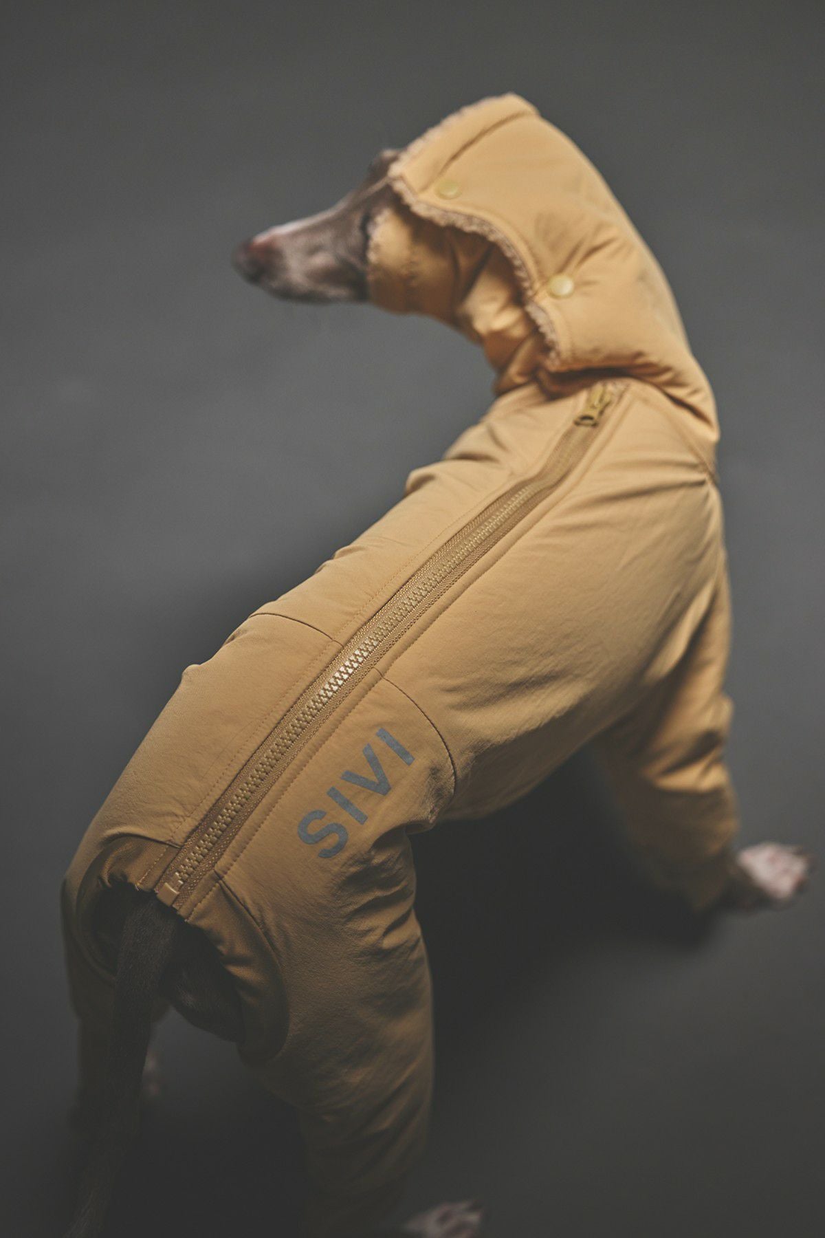 【美品】SIVIウィンタースーツ【XS】 SIVI ウィンタースーツ｜撥水・防水 | SIVI｜イタグレ 服・ウィペット
