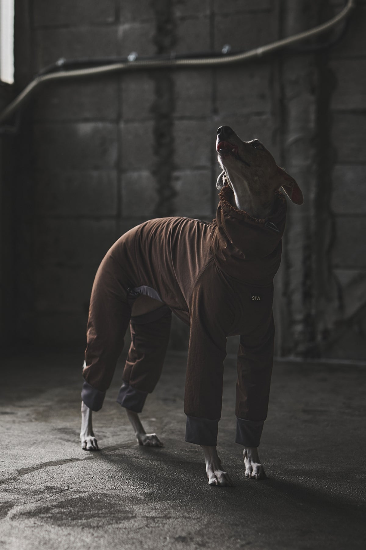 新品タグ付き　イタグレ　ミニピン　SIVI ウインタースーツ　犬服 SIVI ウィンタースーツ｜撥水・防水 | SIVI｜イタグレ 服・ウィペット