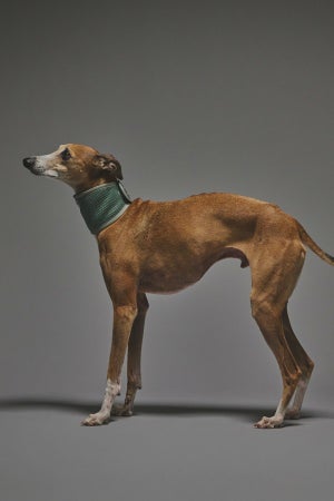 Mサイズ着用： イタリアングレーハウンド 体重9.5kg・首囲28.2cm・胸囲50cm・背丈40cm