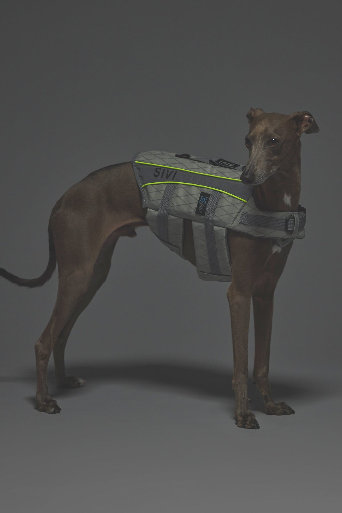 Sサイズ着用： イタリアングレーハウンド 体重7.2kg・首囲25.5cm・胸囲44.8cm・背丈41cm