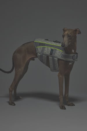 Sサイズ着用： イタリアングレーハウンド 体重7.2kg・首囲25.5cm・胸囲44.8cm・背丈41cm