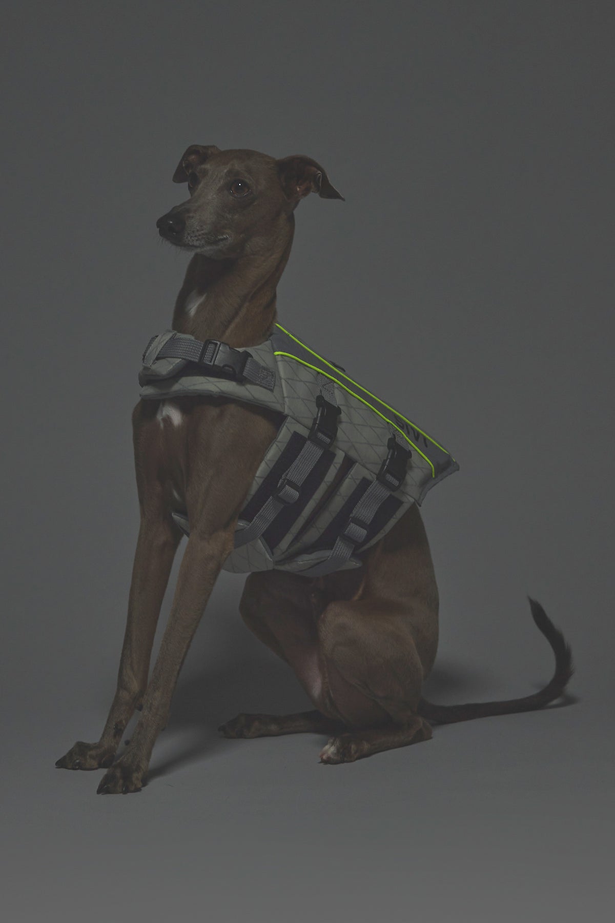 Sサイズ着用： イタリアングレーハウンド 体重7.2kg・首囲25.5cm・胸囲44.8cm・背丈41cm