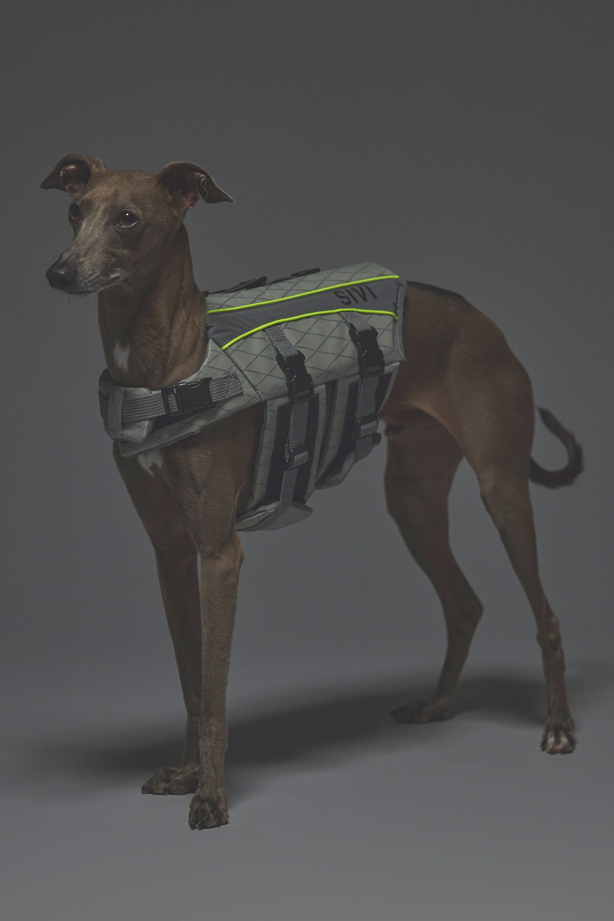 Sサイズ着用： イタリアングレーハウンド 体重7.2kg・首囲25.5cm・胸囲44.8cm・背丈41cm