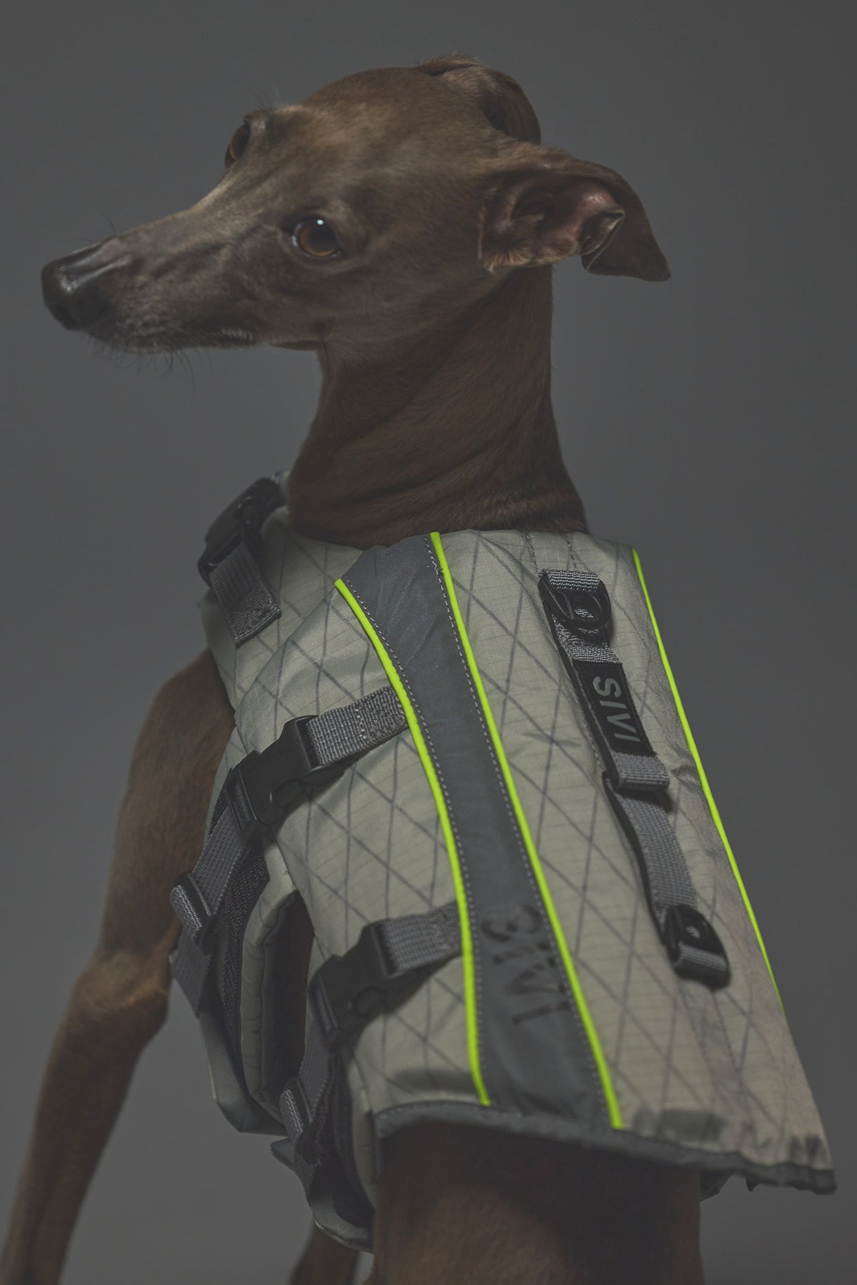 Sサイズ着用： イタリアングレーハウンド 体重7.2kg・首囲25.5cm・胸囲44.8cm・背丈41cm