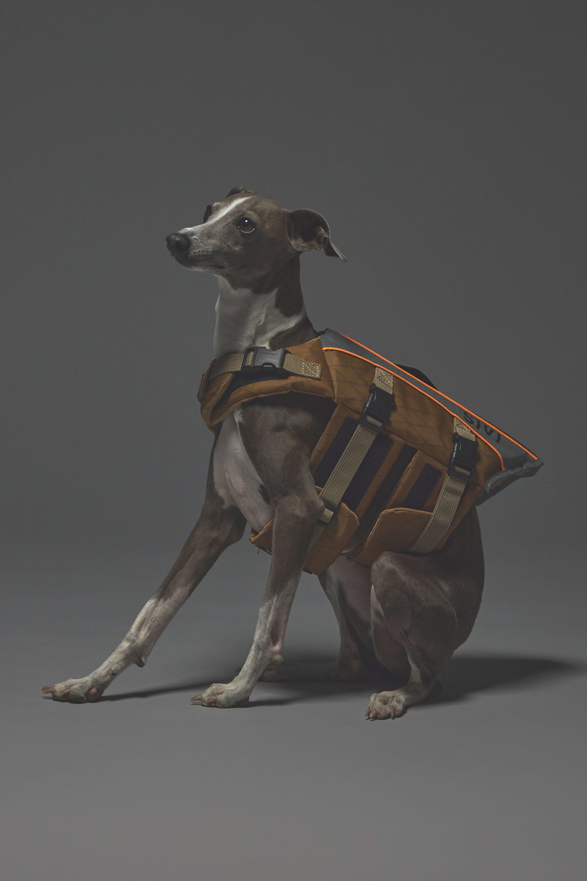 Sサイズ着用： イタリアングレーハウンド 体重5.5kg・首囲25cm・胸囲46cm・背丈38cm