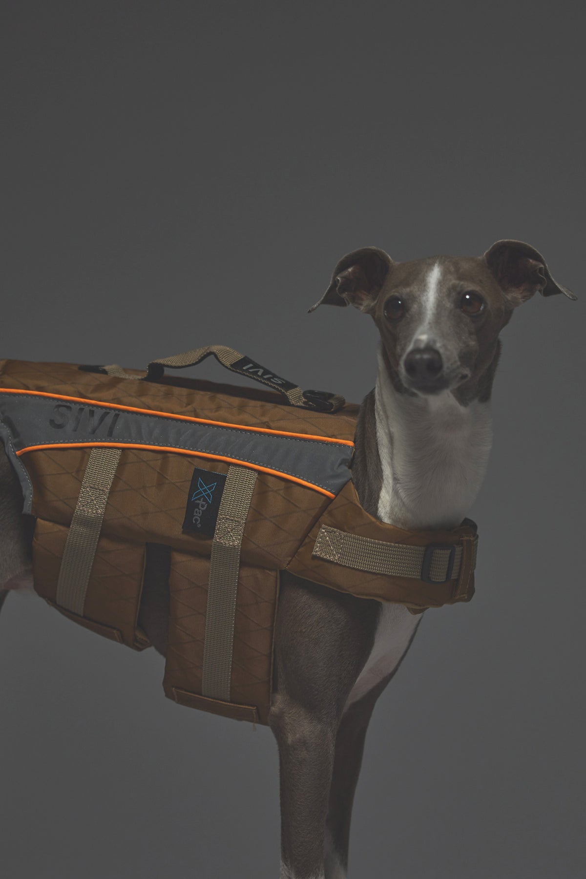 Sサイズ着用： イタリアングレーハウンド 体重5.5kg・首囲25cm・胸囲46cm・背丈38cm