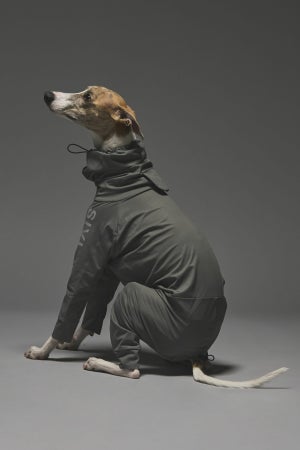 XLサイズ着用： ウィペット 体重12.5kg・首囲33.5cm・胸囲56cm・背丈54cm