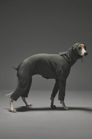 XLサイズ着用： ウィペット 体重12.5kg・首囲33.5cm・胸囲56cm・背丈54cm