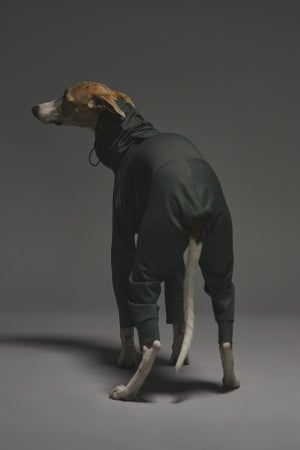 XLサイズ着用： ウィペット 体重12.5kg・首囲33.5cm・胸囲56cm・背丈54cm