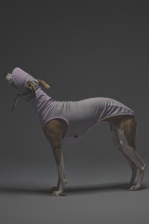 Mサイズ着用： ウィペット 体重13kg・首囲32cm・胸囲56cm・背丈52cm