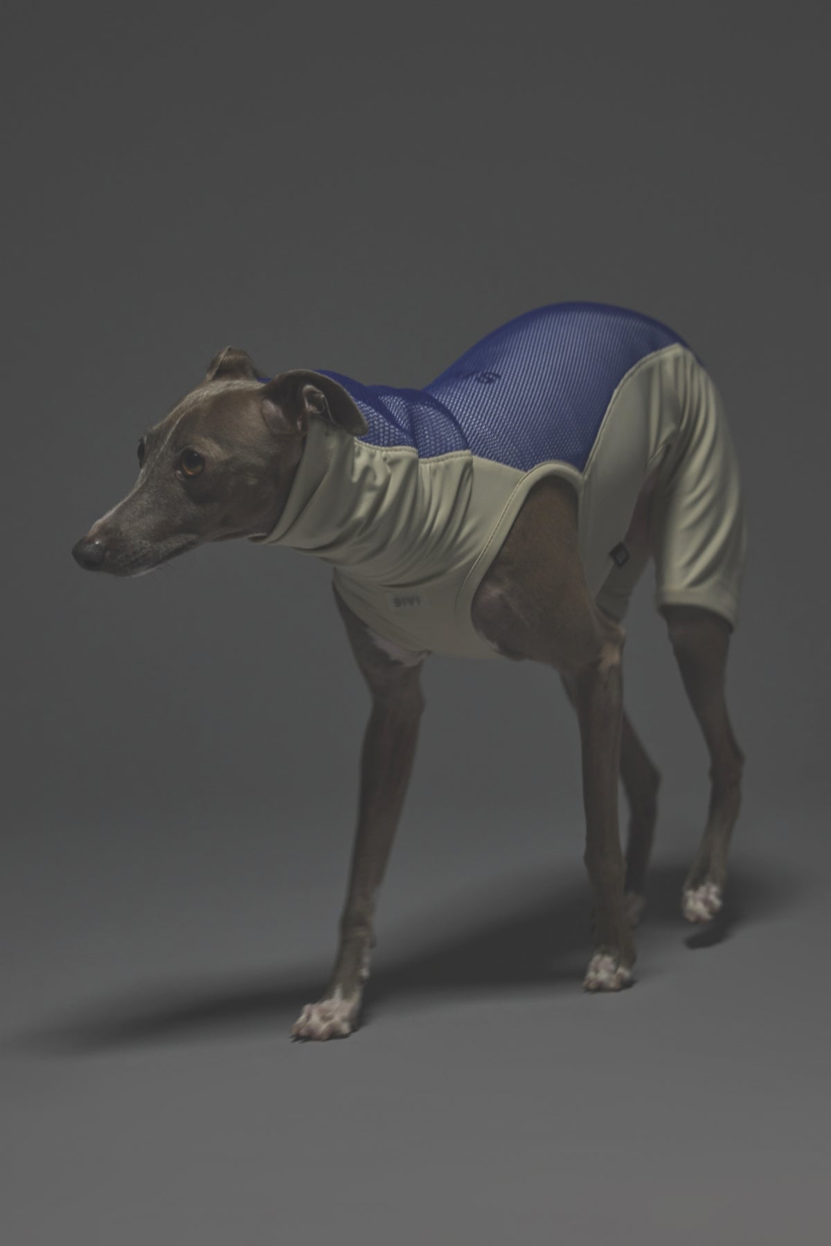 Mサイズ着用： イタリアングレーハウンド 体重7.5kg・首囲27cm・胸囲47cm・背丈39cm