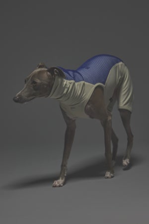 Mサイズ着用： イタリアングレーハウンド 体重7.5kg・首囲27cm・胸囲47cm・背丈39cm