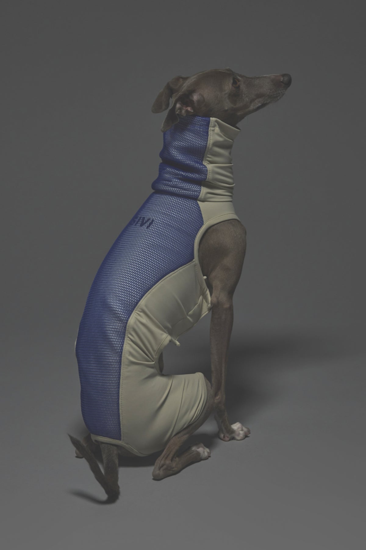 Mサイズ着用： イタリアングレーハウンド 体重7.5kg・首囲27cm・胸囲47cm・背丈39cm