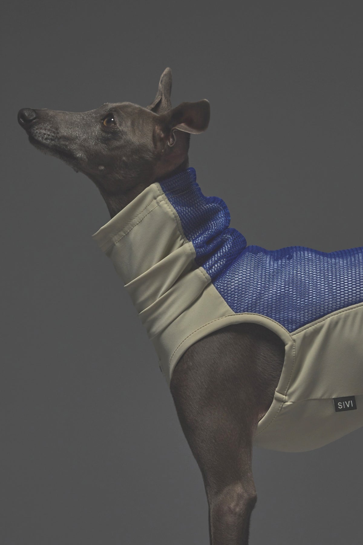 Mサイズ着用： イタリアングレーハウンド 体重6.24kg・首囲24cm・胸囲43cm・背丈39cm