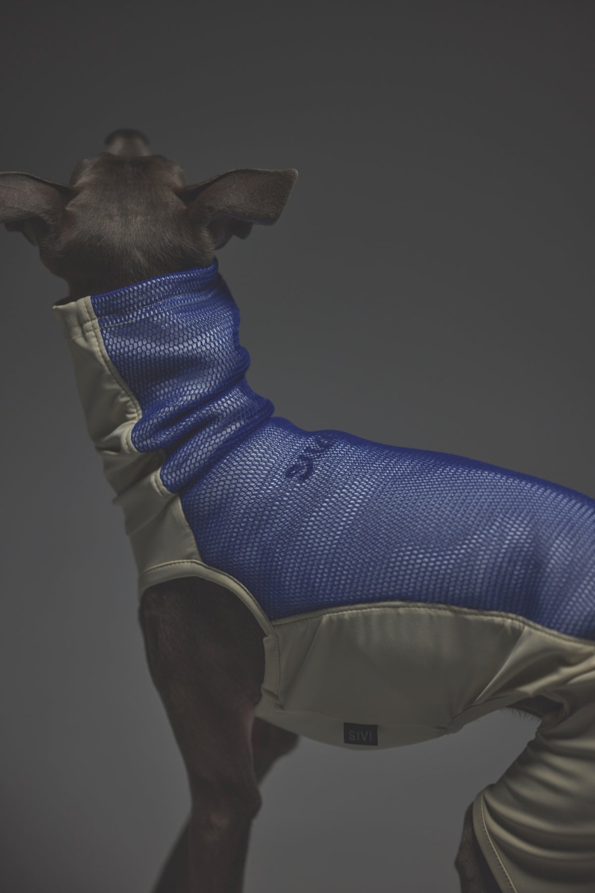 Mサイズ着用： イタリアングレーハウンド 体重6.24kg・首囲24cm・胸囲43cm・背丈39cm