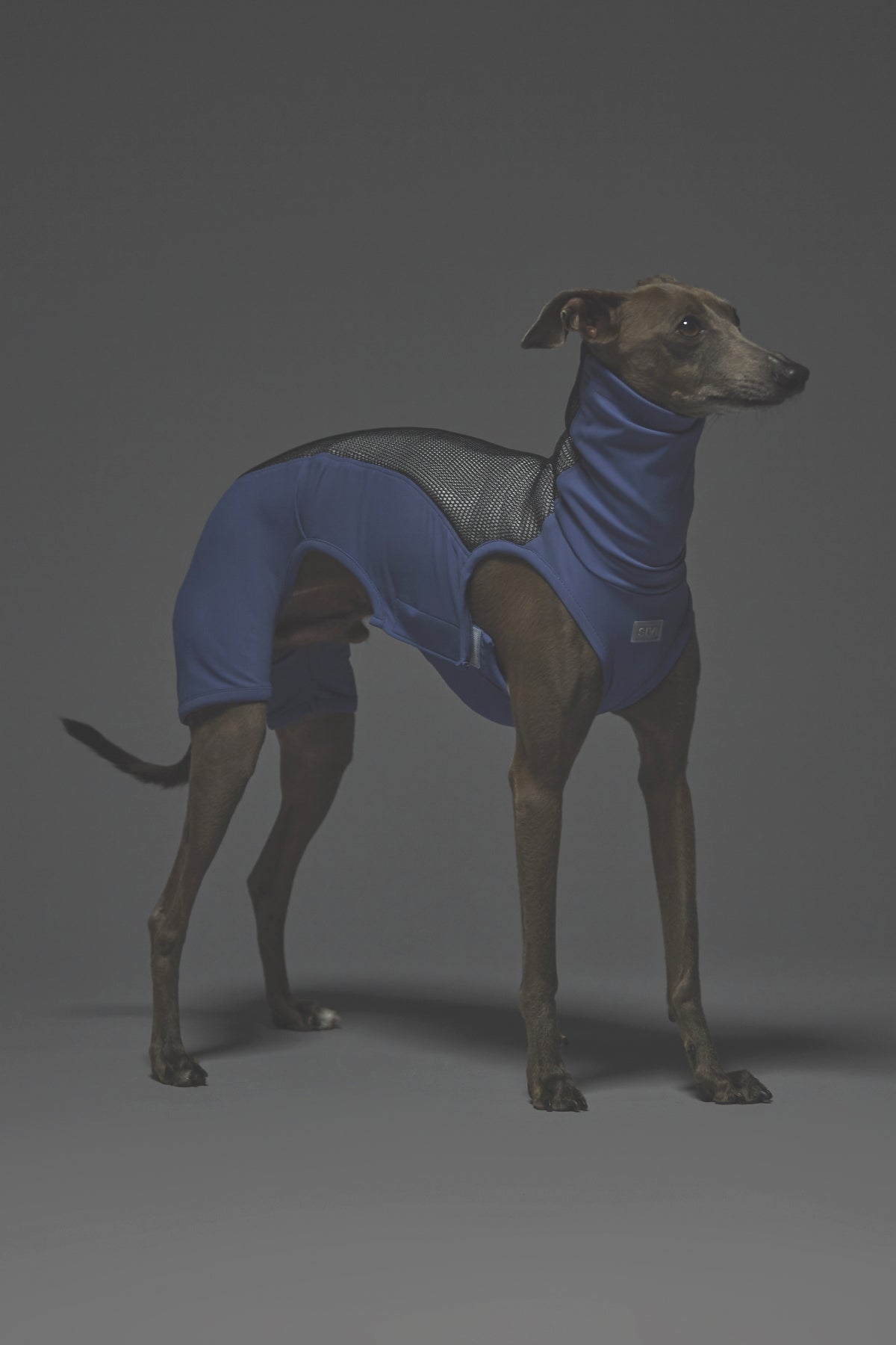 Mサイズ着用： イタリアングレーハウンド 体重7.2kg・首囲25.5cm・胸囲44.8cm・背丈41cm