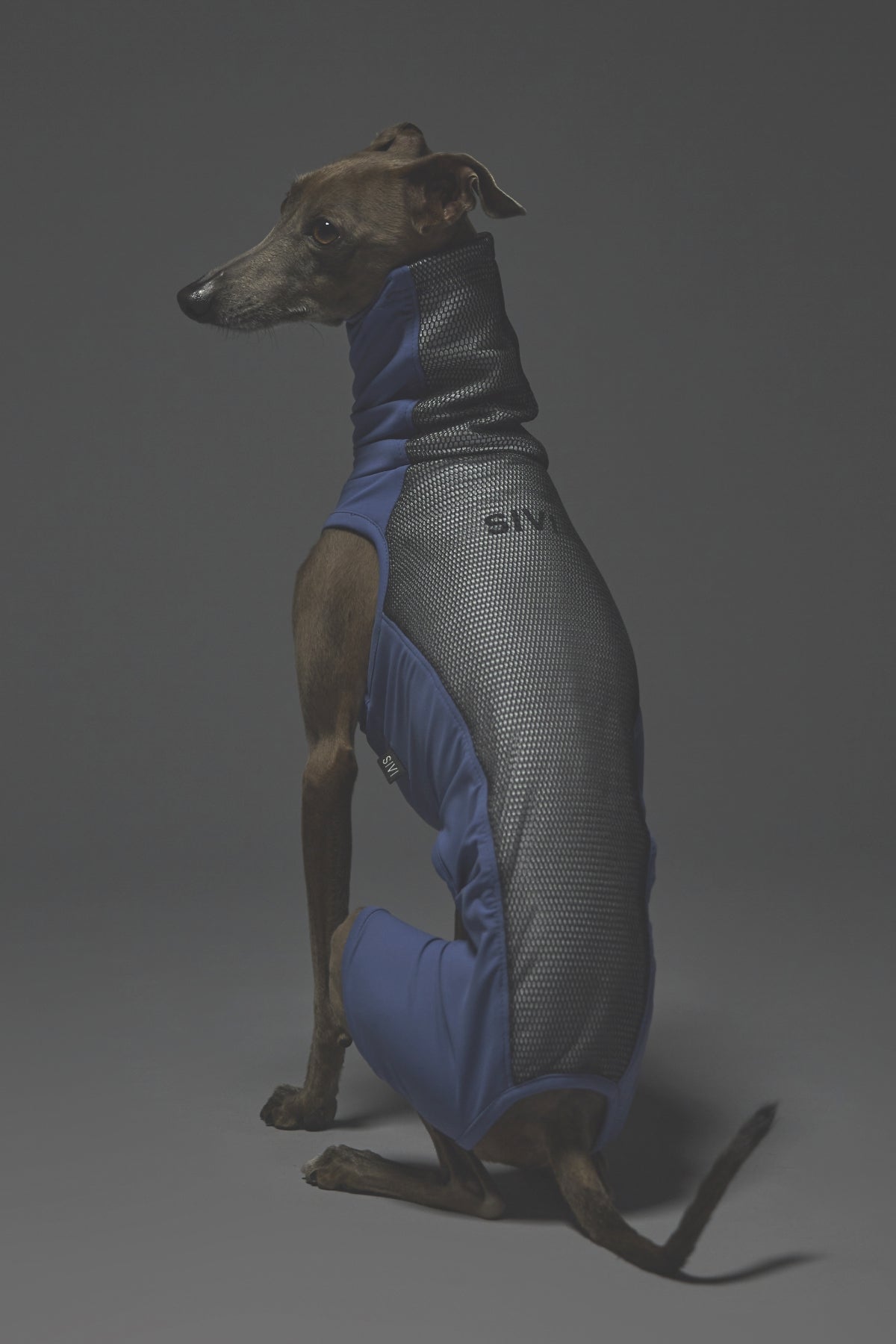 Mサイズ着用： イタリアングレーハウンド 体重7.2kg・首囲25.5cm・胸囲44.8cm・背丈41cm