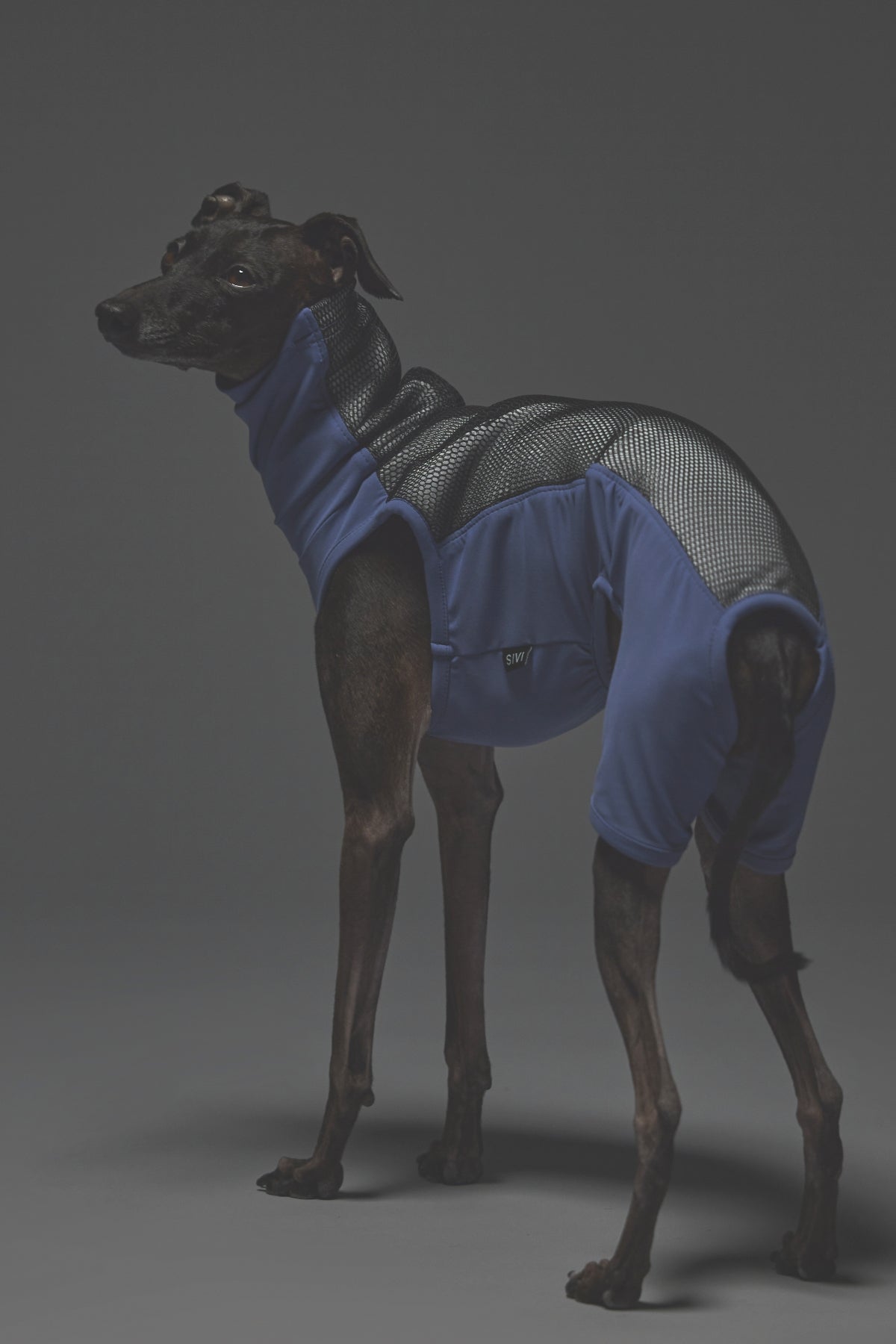 Sサイズ着用： イタリアングレーハウンド 体重5.2kg・首囲22cm・胸囲44cm・背丈37cm