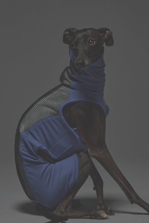 Sサイズ着用： イタリアングレーハウンド 体重5.2kg・首囲22cm・胸囲44cm・背丈37cm