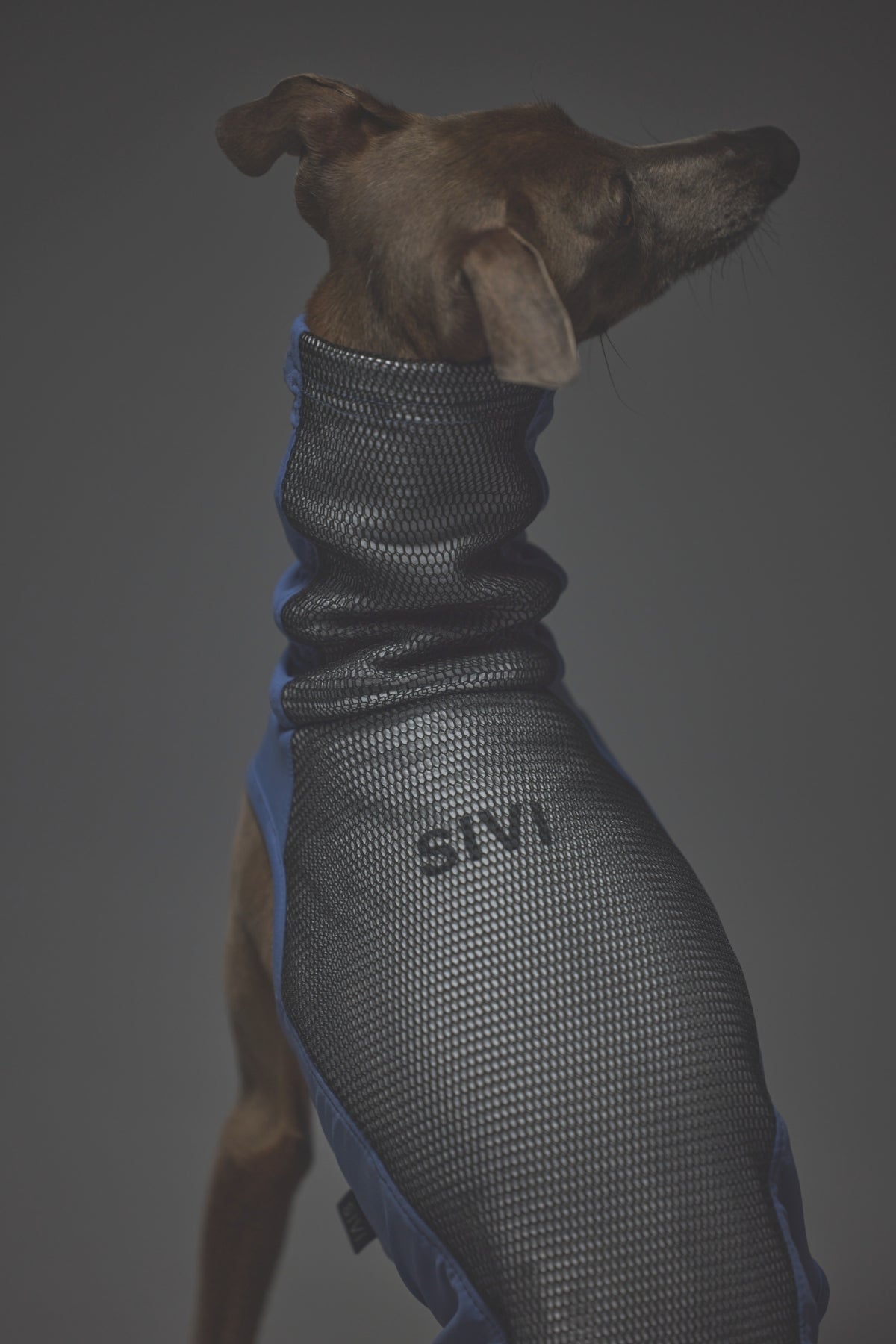 Mサイズ着用： イタリアングレーハウンド 体重7.2kg・首囲25.5cm・胸囲44.8cm・背丈41cm