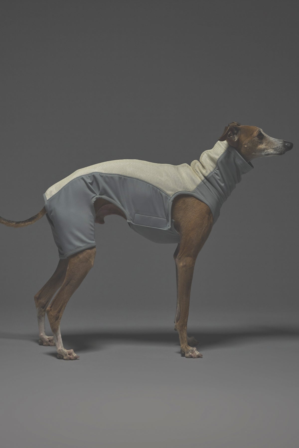 Lサイズ着用： イタリアングレーハウンド 体重9.5kg・首囲28.2cm・胸囲50cm・背丈40cm