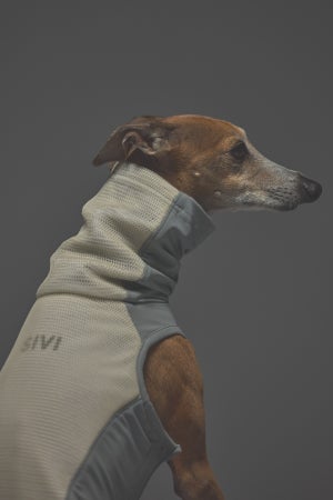 Lサイズ着用： イタリアングレーハウンド 体重9.5kg・首囲28.2cm・胸囲50cm・背丈40cm