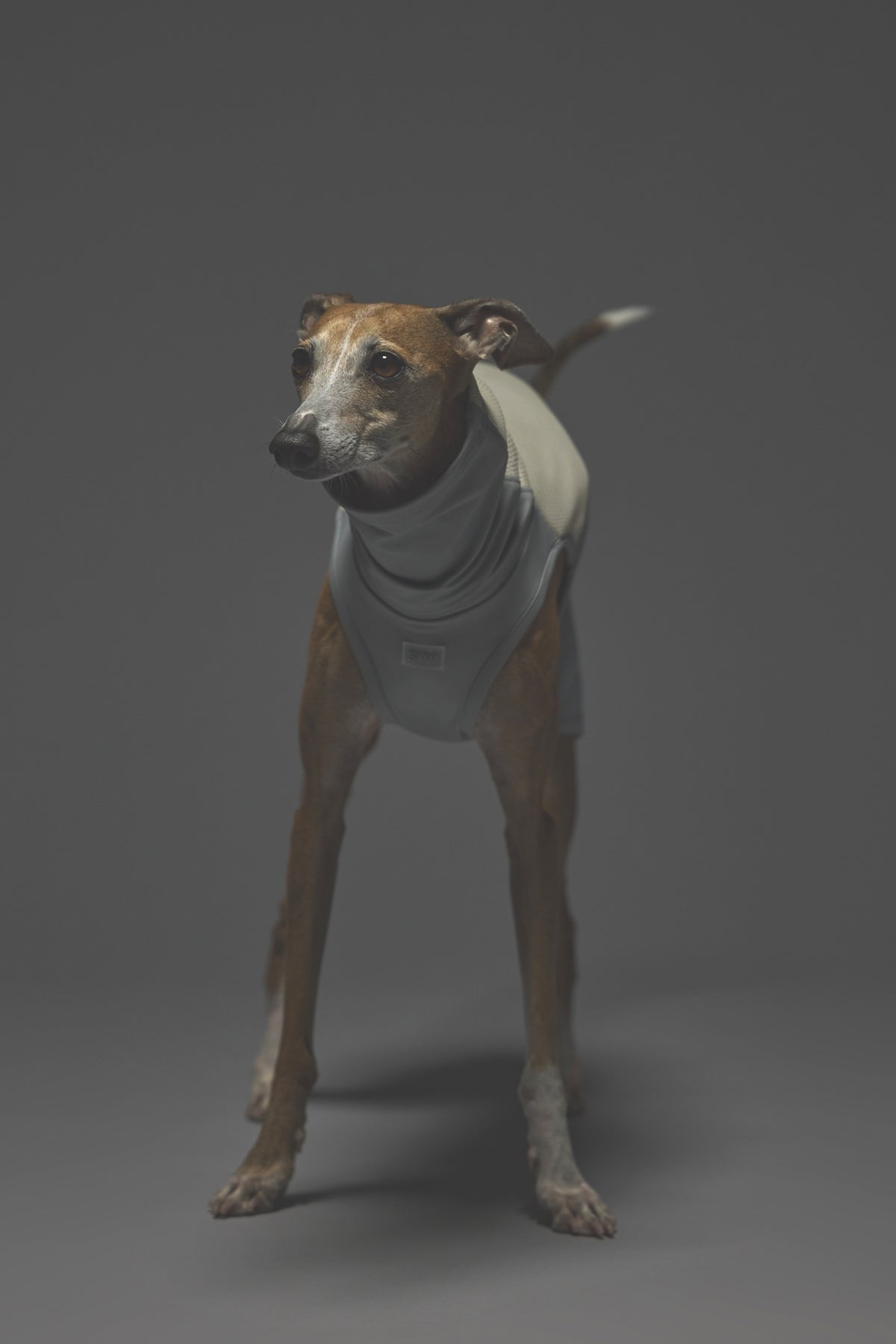 Lサイズ着用： イタリアングレーハウンド 体重9.5kg・首囲28.2cm・胸囲50cm・背丈40cm