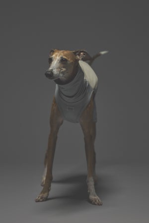 Lサイズ着用： イタリアングレーハウンド 体重9.5kg・首囲28.2cm・胸囲50cm・背丈40cm