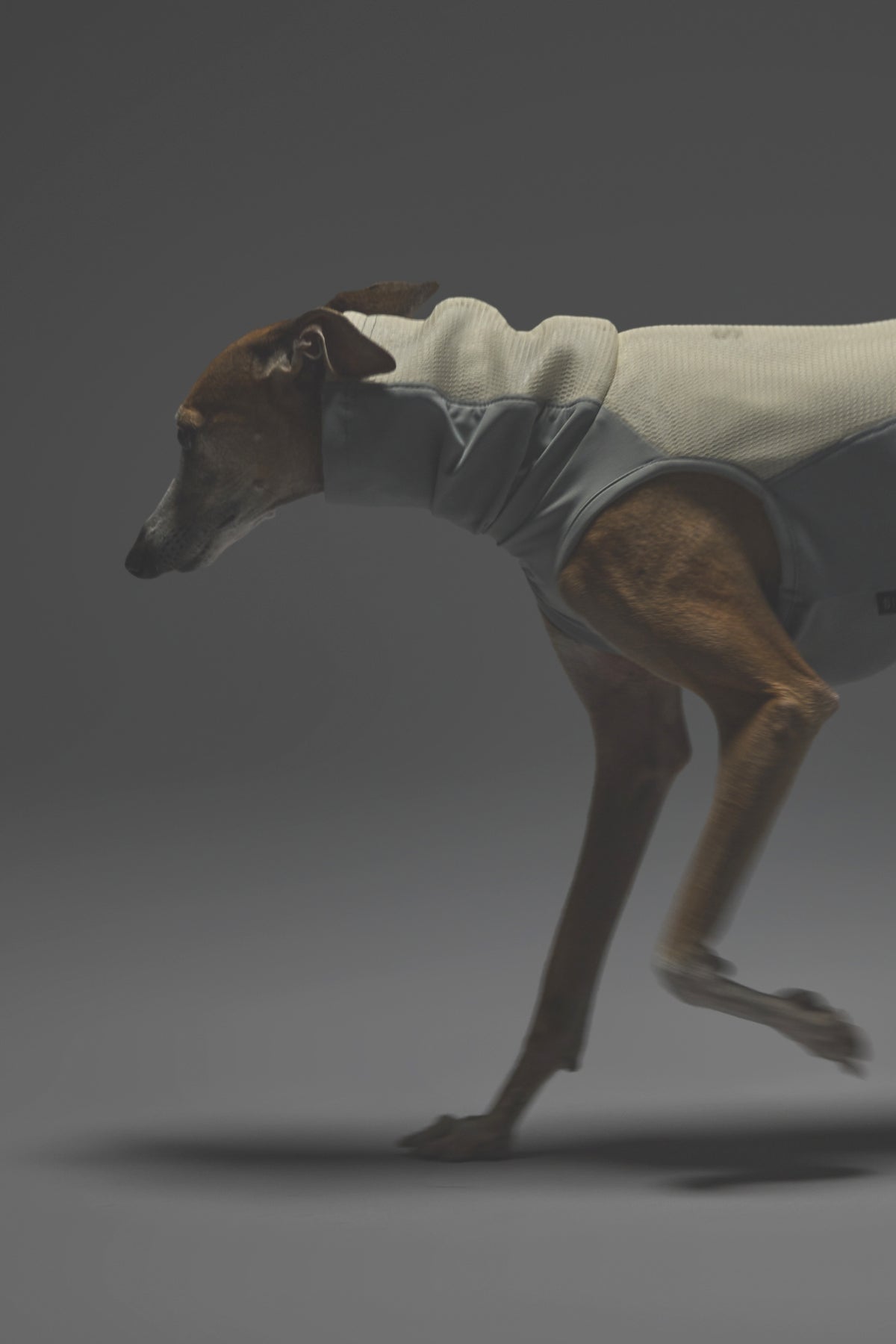 Lサイズ着用： イタリアングレーハウンド 体重9.5kg・首囲28.2cm・胸囲50cm・背丈40cm