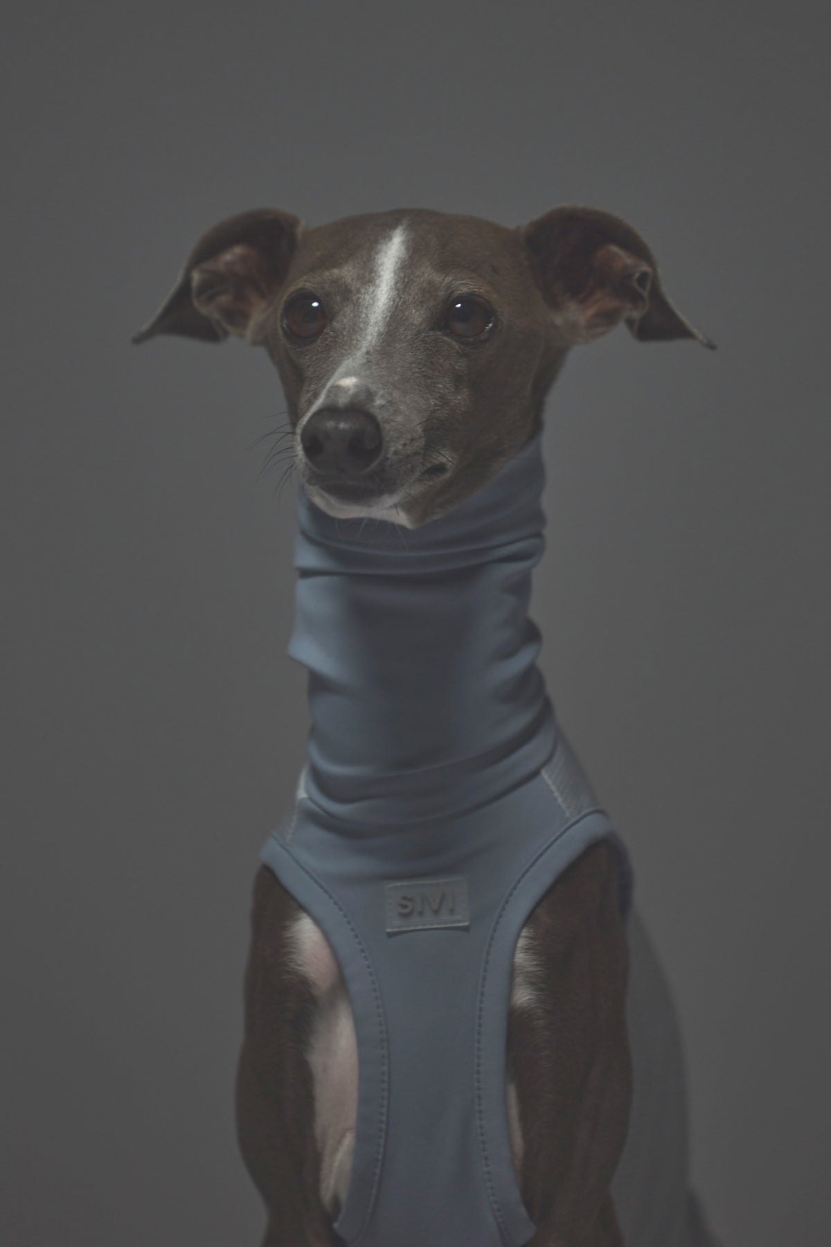 Sサイズ着用： イタリアングレーハウンド 体重5.5kg・首囲25cm・胸囲46cm・背丈38cm