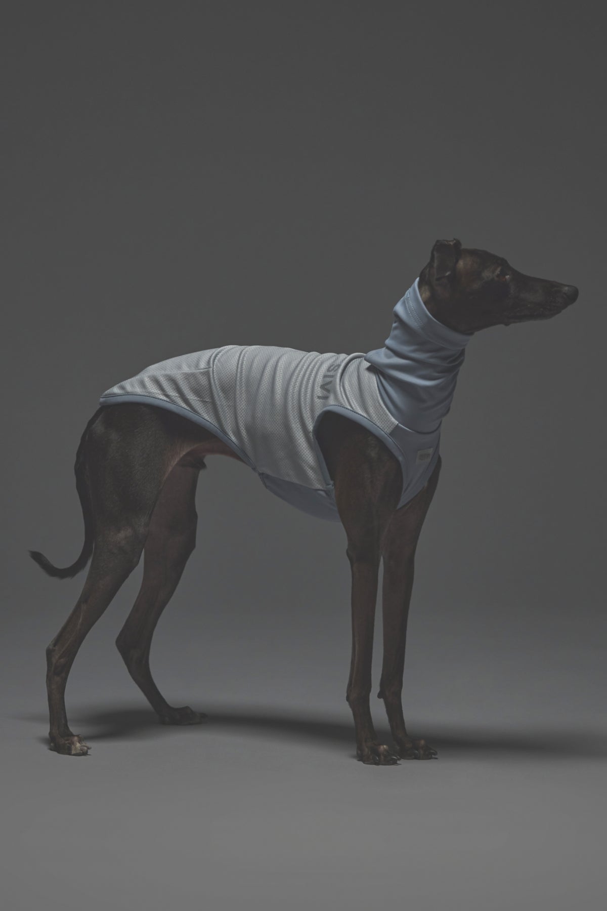 Sサイズ着用： イタリアングレーハウンド 体重5.2kg・首囲22cm・胸囲44cm・背丈37cm