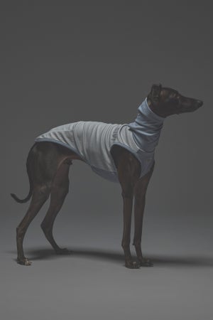 Sサイズ着用： イタリアングレーハウンド 体重5.2kg・首囲22cm・胸囲44cm・背丈37cm