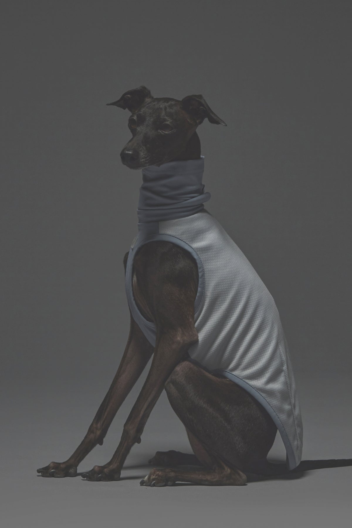 Sサイズ着用： イタリアングレーハウンド 体重5.2kg・首囲22cm・胸囲44cm・背丈37cm