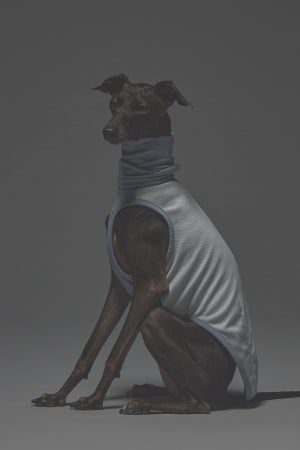 Sサイズ着用： イタリアングレーハウンド 体重5.2kg・首囲22cm・胸囲44cm・背丈37cm