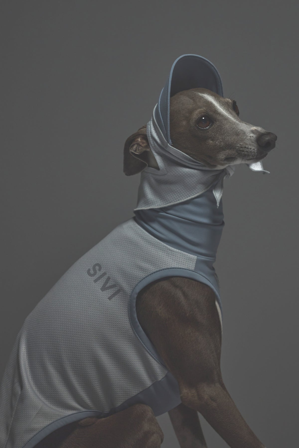 Sサイズ着用： イタリアングレーハウンド 体重5.5kg・首囲25cm・胸囲46cm・背丈38cm