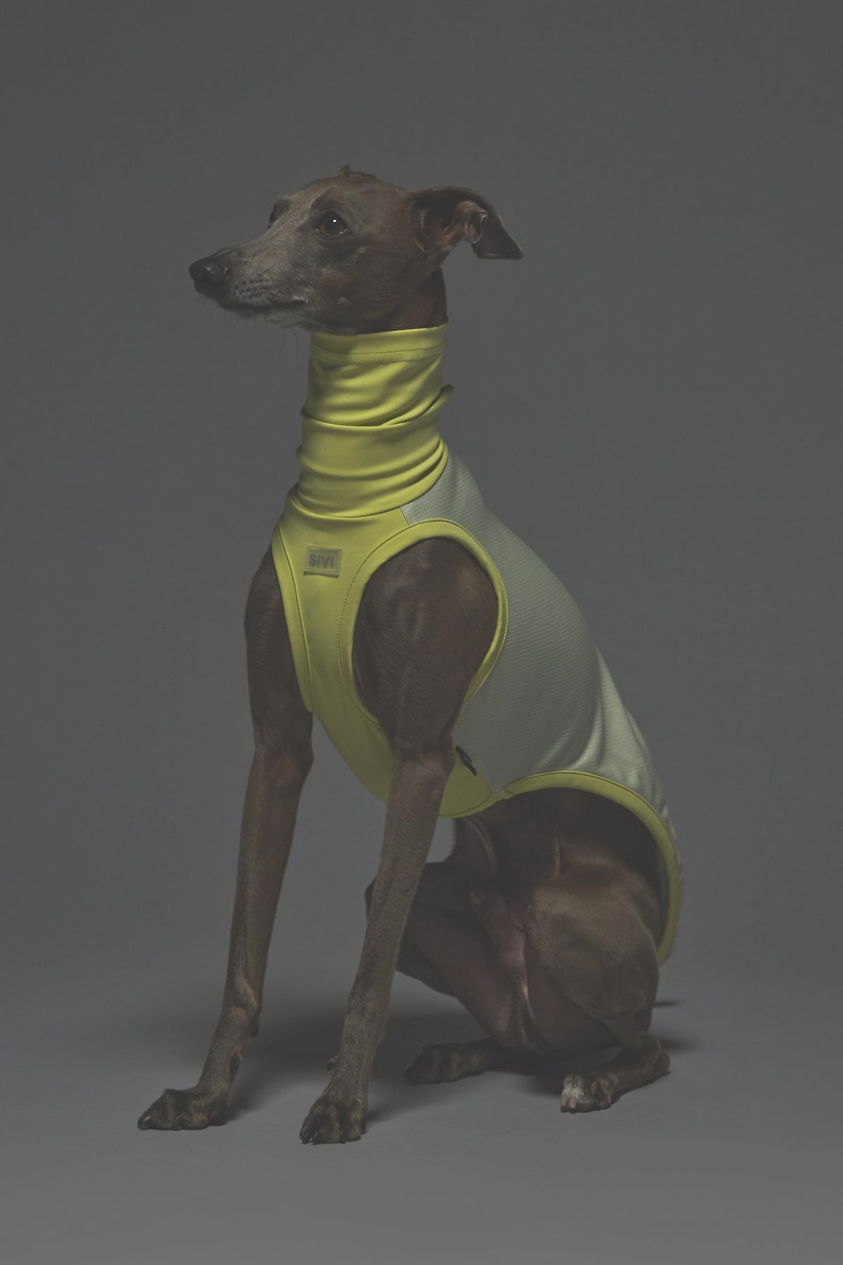 Mサイズ着用： イタリアングレーハウンド 体重7.2kg・首囲25.5cm・胸囲44.8cm・背丈41cm