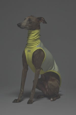 Mサイズ着用： イタリアングレーハウンド 体重7.2kg・首囲25.5cm・胸囲44.8cm・背丈41cm