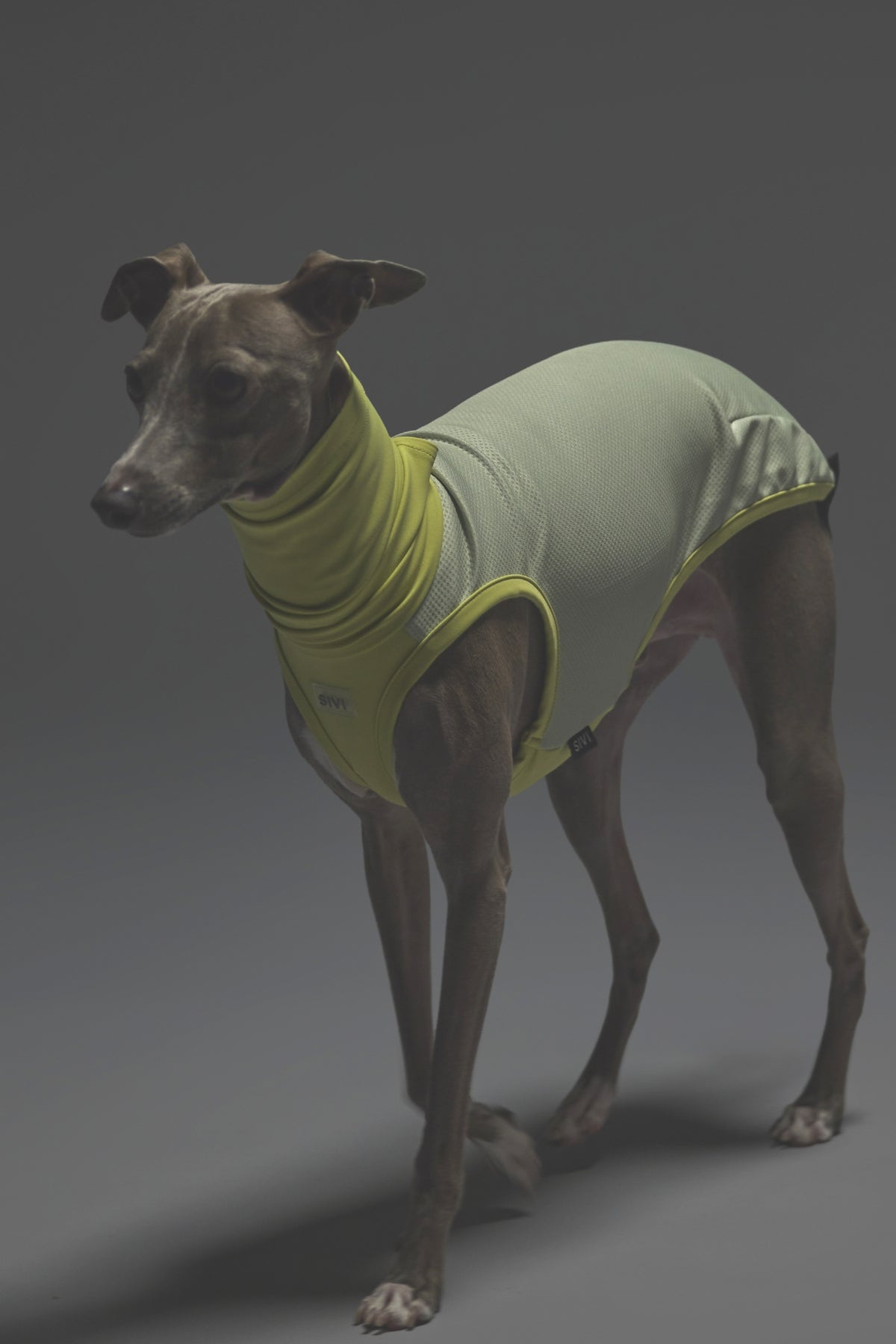 Mサイズ着用： イタリアングレーハウンド 体重7.5kg・首囲27cm・胸囲47cm・背丈39cm