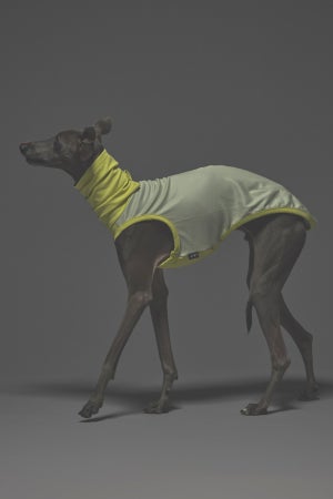 Mサイズ着用： イタリアングレーハウンド 体重6.24kg・首囲24cm・胸囲43cm・背丈39cm