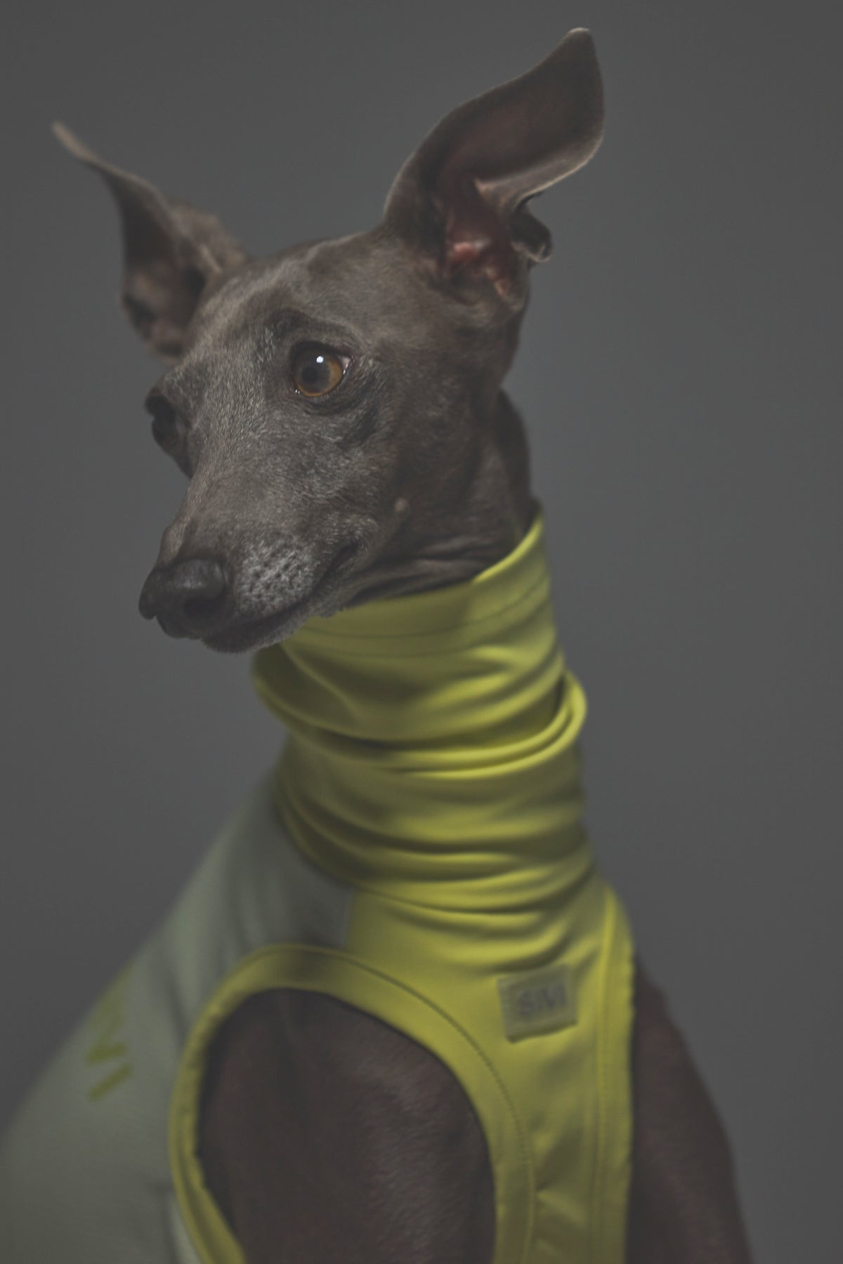 Mサイズ着用： イタリアングレーハウンド 体重6.24kg・首囲24cm・胸囲43cm・背丈39cm